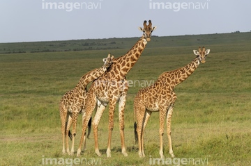 キリン の画像素材 陸の動物 生き物の写真素材ならイメージナビ