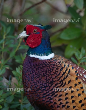 キジ キジの仲間 の画像素材 鳥類 生き物の写真素材ならイメージナビ