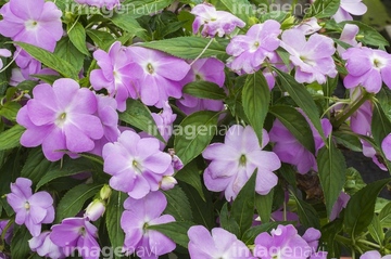 アフリカホウセンカ の画像素材 花 植物の写真素材ならイメージナビ