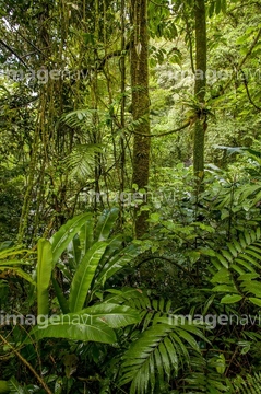 自然 風景 森林 ジャングル の画像素材 写真素材ならイメージナビ