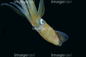 生き物 海の動物 イカ タコ の画像素材 写真素材ならイメージナビ