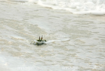 スナガニ の画像素材 海の動物 生き物の写真素材ならイメージナビ