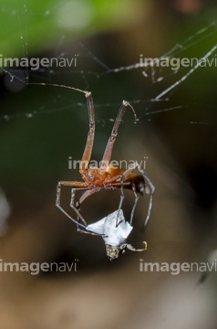 蜘蛛 ジョロウグモ 写真 の画像素材 虫 昆虫 生き物の写真素材ならイメージナビ