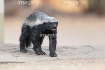 イタチ ラーテル の画像素材 陸の動物 生き物の写真素材ならイメージナビ