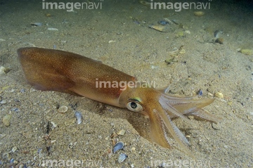 生き物 海の動物 イカ タコ の画像素材 写真素材ならイメージナビ