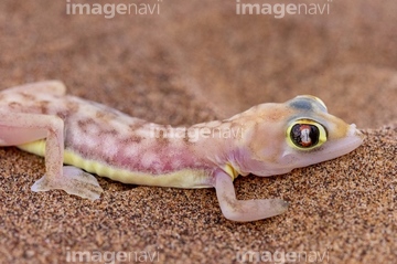 トカゲ ヤモリ ナミブ砂漠 の画像素材 爬虫類 両生類 生き物の写真素材ならイメージナビ