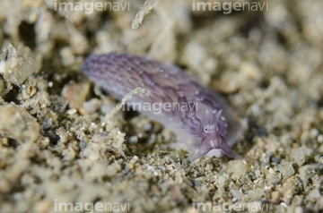 Gastropod 夜 の画像素材 ウォータースポーツ スポーツの写真素材ならイメージナビ