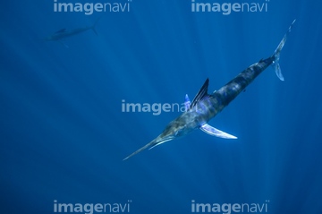 カジキ カジキの仲間 の画像素材 生き物 イラスト Cgの写真素材ならイメージナビ