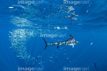 カジキ カジキの仲間 の画像素材 生き物 イラスト Cgの写真素材ならイメージナビ