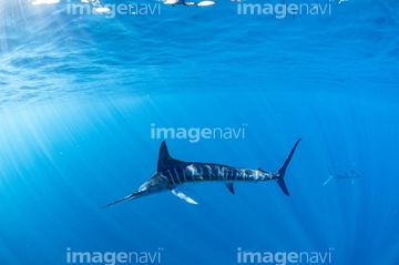 カジキ カジキの仲間 の画像素材 生き物 イラスト Cgの写真素材ならイメージナビ