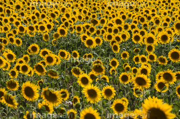 花 植物 花 花畑 ヨーロッパ フランス ラングドックルシヨン地方 の画像素材 写真素材ならイメージナビ