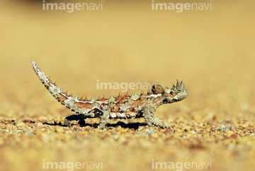 トカゲ モロクトカゲ の画像素材 爬虫類 両生類 生き物の写真素材ならイメージナビ