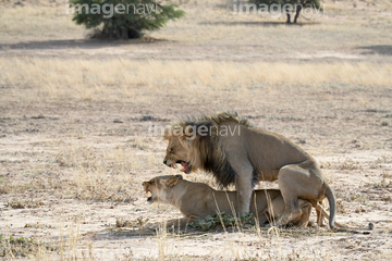 せっくす 野生 肉食動物 交尾 南アフリカ の画像素材 陸の動物 生き物の写真素材ならイメージナビ