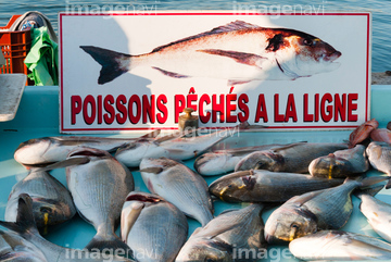 魚市場 ヨーロッパ フランス の画像素材 海路 水路 乗り物 交通の写真素材ならイメージナビ