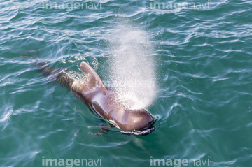 クジラ 正面 の画像素材 海の動物 生き物の写真素材ならイメージナビ