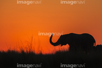 生き物 陸の動物 象 の画像素材 写真素材ならイメージナビ
