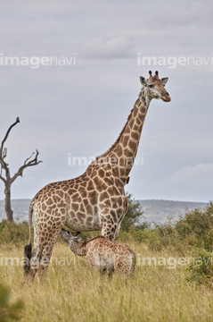キリン ケープキリン の画像素材 陸の動物 生き物の写真素材ならイメージナビ