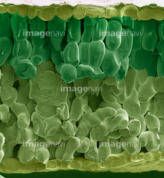 海綿状組織 の画像素材 科学 テクノロジーの写真素材ならイメージナビ