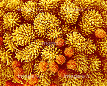 アサガオ 花粉 の画像素材 健康食品 美容 健康の写真素材ならイメージナビ