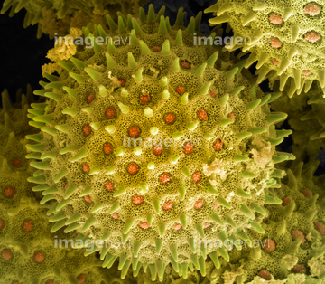 顕微鏡 花粉 アサガオ の画像素材 科学 テクノロジーの写真素材ならイメージナビ