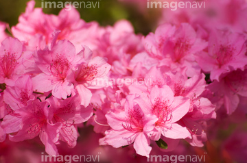 アザレア の画像素材 花 植物の写真素材ならイメージナビ