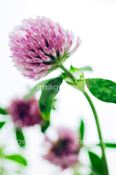 紫詰草 シロツメクサ の画像素材 花 植物の写真素材ならイメージナビ