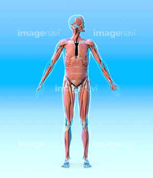 身体 男 筋肉 横紋筋 の画像素材 イラスト Cgの写真素材ならイメージナビ