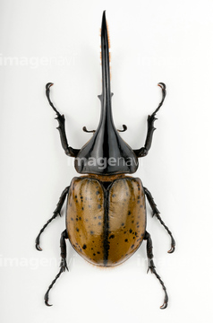 ヘラクレスオオカブト の画像素材 虫 昆虫 生き物の写真素材ならイメージナビ