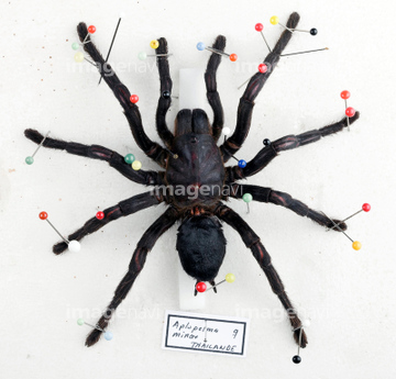 タランチュラ 標本 の画像素材 写真素材ならイメージナビ
