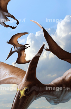 Pteranodon の画像素材 生き物 イラスト Cgの写真素材ならイメージナビ