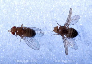 キイロショウジョウバエ 突然変異 の画像素材 虫 昆虫 生き物の写真素材ならイメージナビ