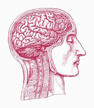 頭部 断面図 の画像素材 科学 テクノロジーの写真素材ならイメージナビ