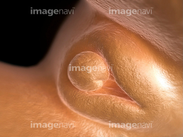 性器 子供 成長 の画像素材 病気 体調管理 人物の写真素材ならイメージナビ