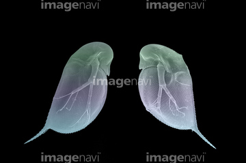 走査型電子顕微鏡 動物プランクトン ミジンコ の画像素材 調味料 香辛料 食べ物の写真素材ならイメージナビ