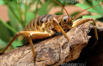 カマドウマ の画像素材 虫 昆虫 生き物の写真素材ならイメージナビ