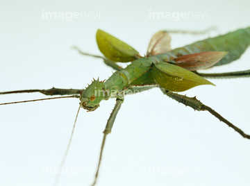 サカダチコノハナナフシ の画像素材 虫 昆虫 生き物の写真素材ならイメージナビ