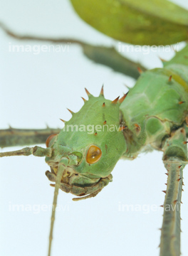 サカダチコノハナナフシ の画像素材 虫 昆虫 生き物の写真素材ならイメージナビ