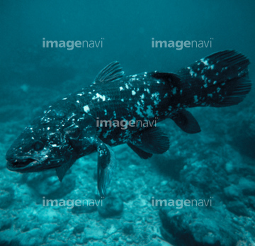 シーラカンス の画像素材 生き物 イラスト Cgの写真素材ならイメージナビ