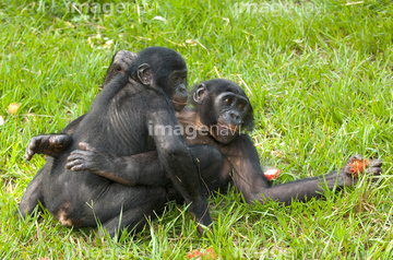 心に強く訴える動物 の 交尾 写真 最高の動物画像