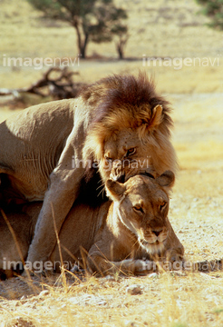 せっくす 野生 肉食動物 交尾 南アフリカ の画像素材 陸の動物 生き物の写真素材ならイメージナビ