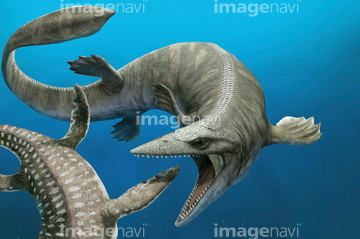 モササウルス の画像素材 生き物 イラスト Cgの写真素材なら