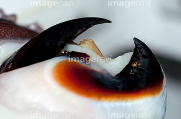 アメリカオオアカイカ の画像素材 海の動物 生き物の写真素材ならイメージナビ
