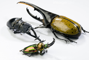 カブトムシ ヘラクレスオオカブト の画像素材 虫 昆虫 生き物の写真素材ならイメージナビ