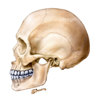 イラスト 上半身 人体解剖学 頭蓋骨 骨学 の画像素材 医療 イラスト Cgのイラスト素材ならイメージナビ