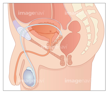 医学　男性生殖器 生殖器 人体解剖学 男性器 精嚢】の画像素材 | 医療・イラスト・CGの写真素材ならイメージナビ