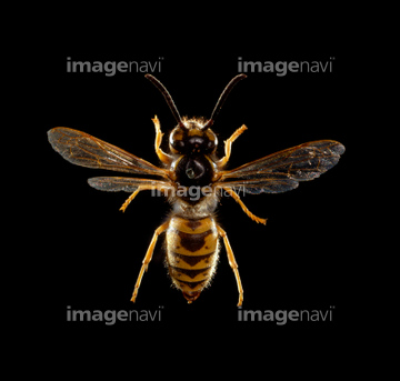 キオビクロスズメバチ の画像素材 虫 昆虫 生き物の写真素材ならイメージナビ