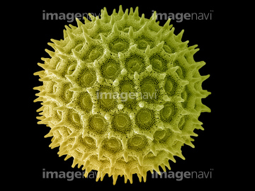 顕微鏡 アサガオ 花粉 の画像素材 科学 テクノロジーの写真素材ならイメージナビ