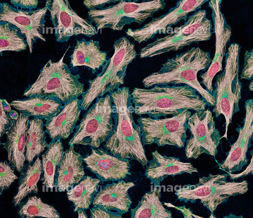 免疫蛍光抗体法 の画像素材 科学 テクノロジーの写真素材ならイメージナビ