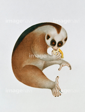 サル イラスト スローロリス の画像素材 陸の動物 生き物の写真素材ならイメージナビ