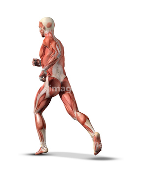走る 男性 筋肉 横紋筋 の画像素材 ライフスタイル イラスト Cgの写真素材ならイメージナビ